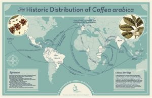 Bản đồ phong cách cổ điển mô tả sự phân bố lịch sử của Coffea Arabica từ nguồn gốc của nó đến các phần khác nhau của thế giới, với các tuyến đường từ Hawaii đến Brazil và đến khu vực Java được làm nổi bật.