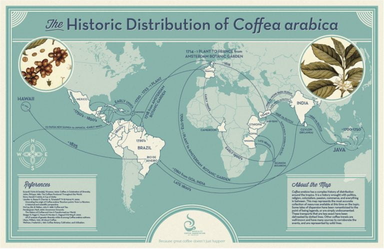 A vintage-style map depicting the historical distribution of Coffea Arabica from its origins to various parts of the world, with routes from Hawaii to Brazil, and to the Java region highlighted.