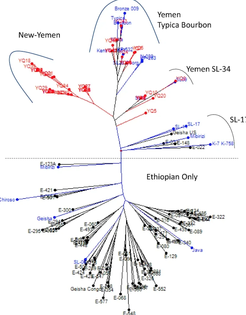 Enthralling Saga of yemen coffee history : A Colorful Adventure 15 A diagram showing the genetic diversity of Yemen and Ethiopian coffee varieties.
