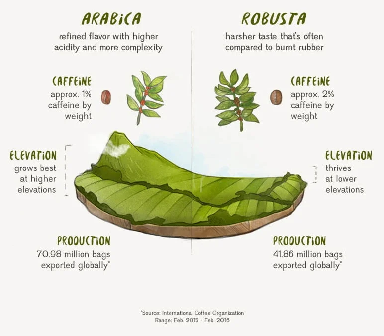 An illustration comparing Arabica and Robusta coffee beans, highlighting differences in flavor, caffeine content, elevation, and production.