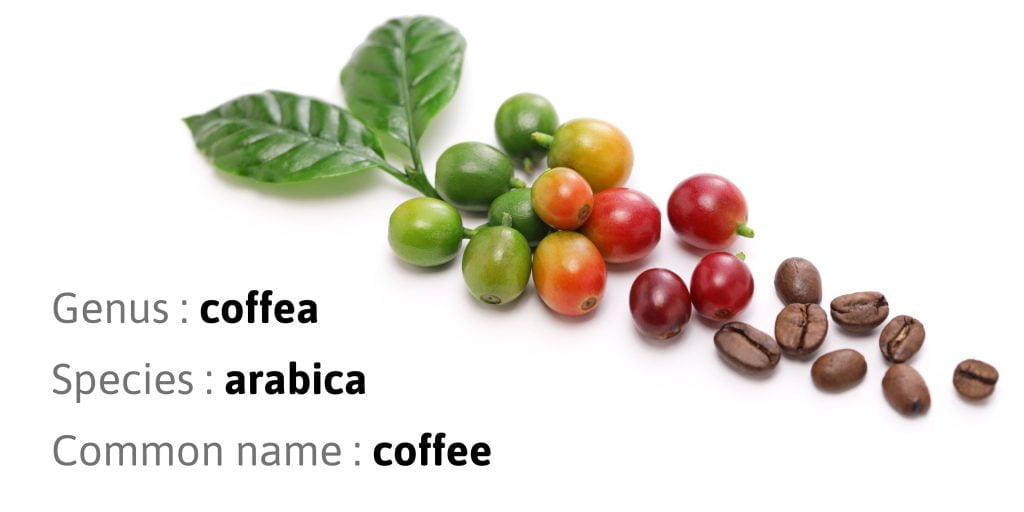 Arabica coffee leaves, beans and berries