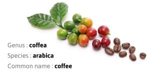 Arabica coffee leaves, beans and berries