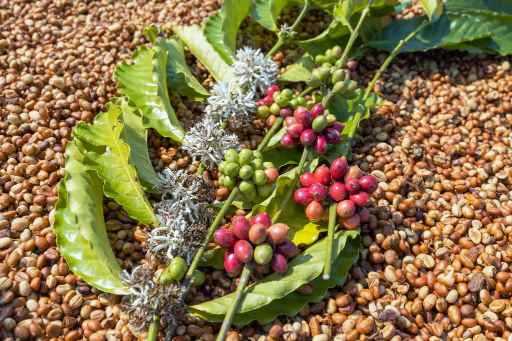 Freshly picked robusta coffee cherries and leaves laid out on a bed of dried coffee beans.