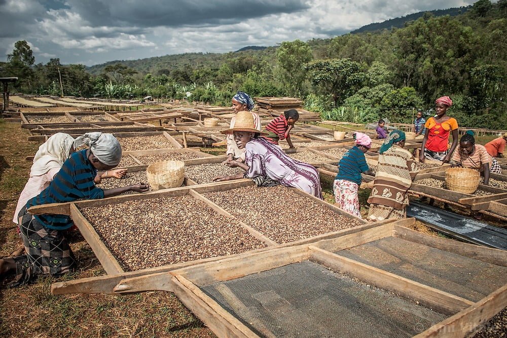 Trồng cà phê ở Oromo mang lại sự ổn định kinh tế và áp dụng các biện pháp bền vững