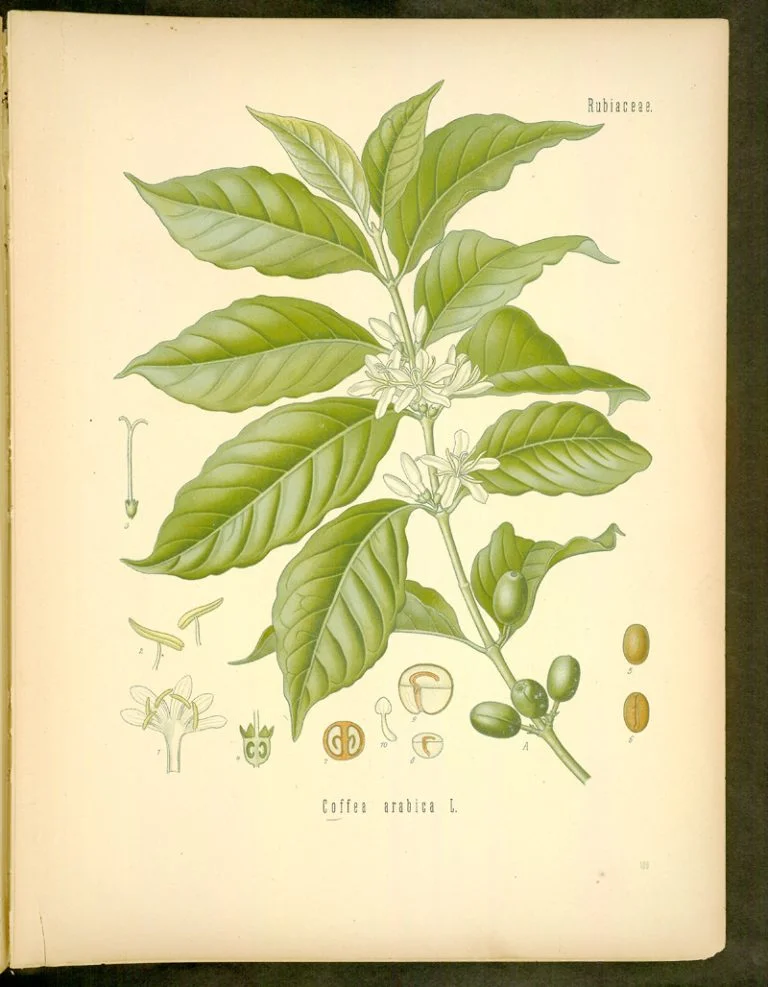 Botanical illustration of Coffea arabica plant, showing detailed leaves, flowers, and coffee cherries. The drawing includes close-up views of individual flowers, seed structure, and coffee beans. The illustration is labeled 'Rubiaceae' and 'Coffea arabica L.