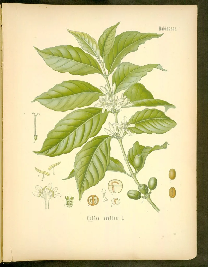 Botanical illustration of Coffea arabica plant, showing detailed leaves, flowers, and coffee cherries. The drawing includes close-up views of individual flowers, seed structure, and coffee beans. The illustration is labeled 'Rubiaceae' and 'Coffea arabica L.
