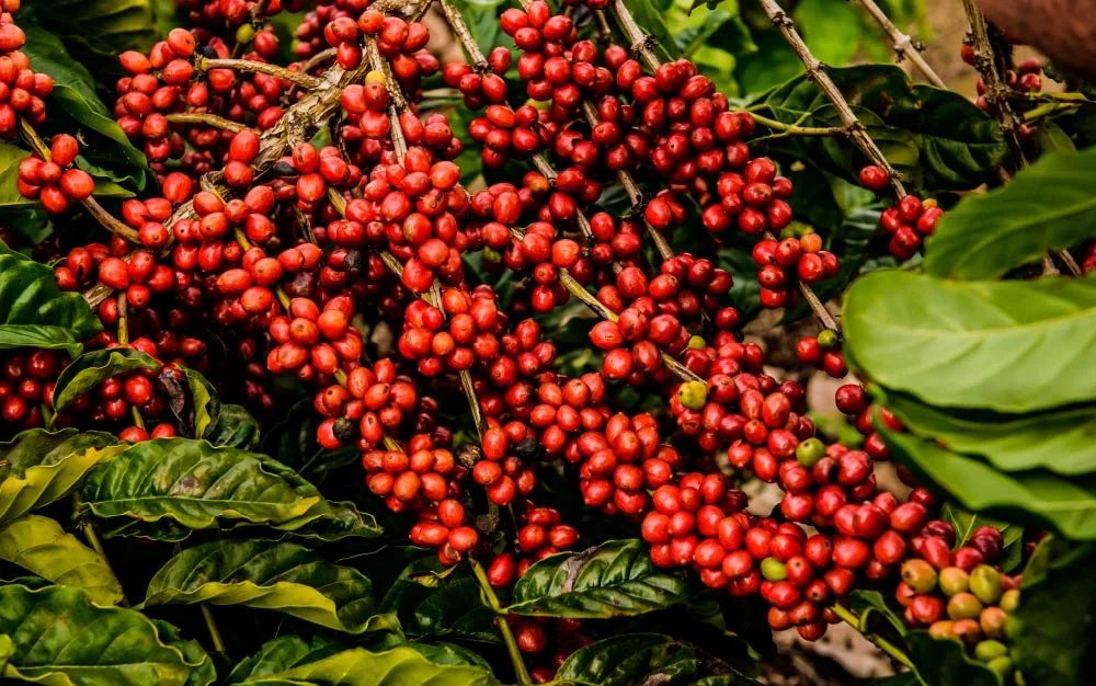 Close-up of vibrant red Coffea Canephora cherries on the plant, surrounded by lush green leaves, illustrating the robust growth and productivity of Robusta coffee.