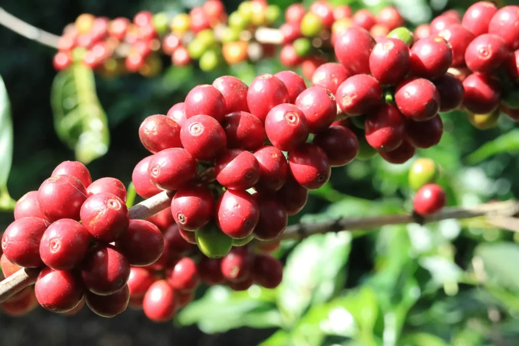 Close-up of ripe red Bourbon coffee cherries on a branch with green leaves in the background.