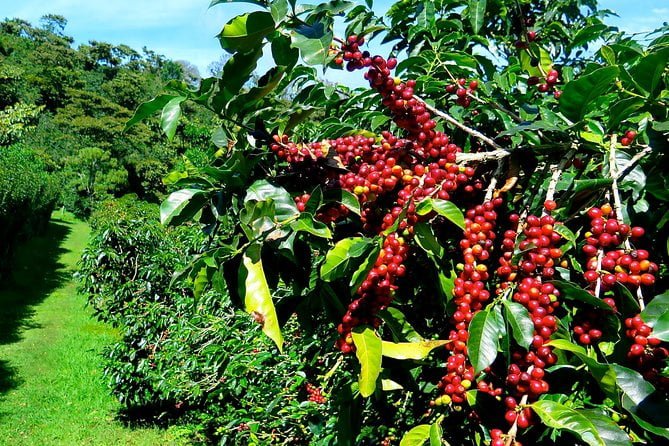 Các cây cà phê Typica với trái chín đỏ, cành lá tươi tốt, cho thấy sự tiếp tục canh tác tại Jamaica.