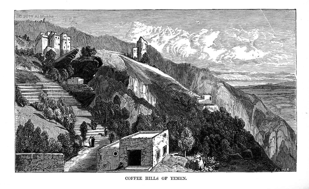 Baba Budan và Bảy Hạt Đậu Thần 10 An old illustration depicting the terraced coffee hills of Yemen with buildings and pathways.