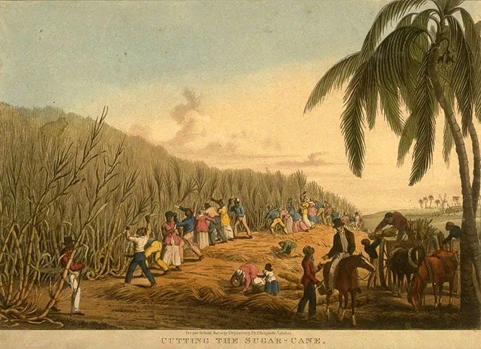 Francisco de Melo Palheta: Khởi Nguồn Của Cà Phê Brazil 14 Hình ảnh lịch sử miêu tả nô lệ cắt mía trên một đồn điền.