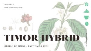 Minh họa cây cà phê Timor Hybrid, thể hiện hạt cà phê và hoa, với tiêu đề "Timor Hybrid" được hiển thị nổi bật.