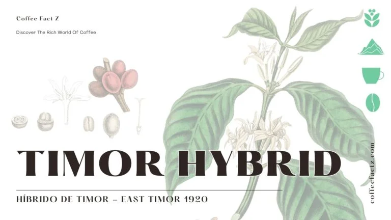 Híbrido de Timor: Câu Chuyện Về Cây Cà Phê Siêu Đẳng 5 Minh họa thực vật học giống cà phê Híbrido de Timor