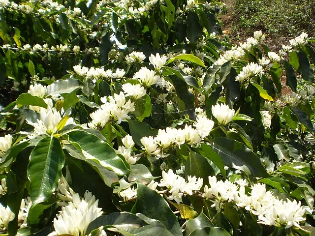 Branches of a Catimor coffee plant laden with clusters of delicate white blossoms, promising a future harvest of these disease-resistant beans.