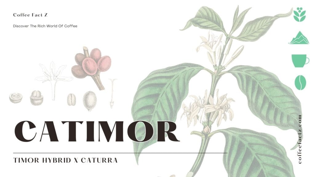 Hình minh họa thực vật của cây cà phê Catimor, trưng bày quả, hạt và hoa của nó. Văn bản ghi "Catimor" và "Timor Hybrid x Caturra", làm nổi bật nguồn gốc của nó.