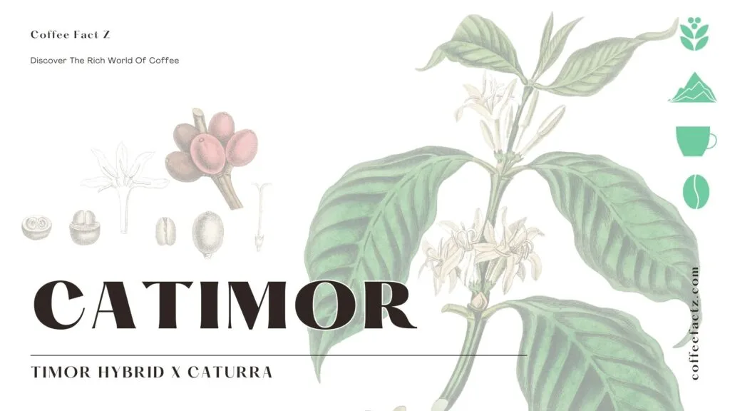 Botanical illustration of a Catimor coffee plant, showcasing its cherries, beans, and flowers. The text reads "Catimor" and "Timor Hybrid x Caturra," highlighting its parentage.