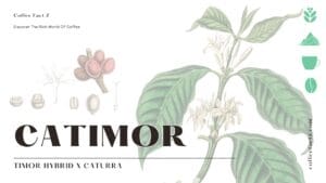 Hình minh họa thực vật của cây cà phê Catimor, trưng bày quả, hạt và hoa của nó. Văn bản ghi "Catimor" và "Timor Hybrid x Caturra", làm nổi bật nguồn gốc của nó.