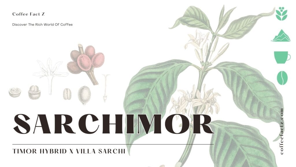 Hình minh họa thực vật của cây cà phê Sarchimor, cho thấy lá, hoa, quả và hạt của nó.
