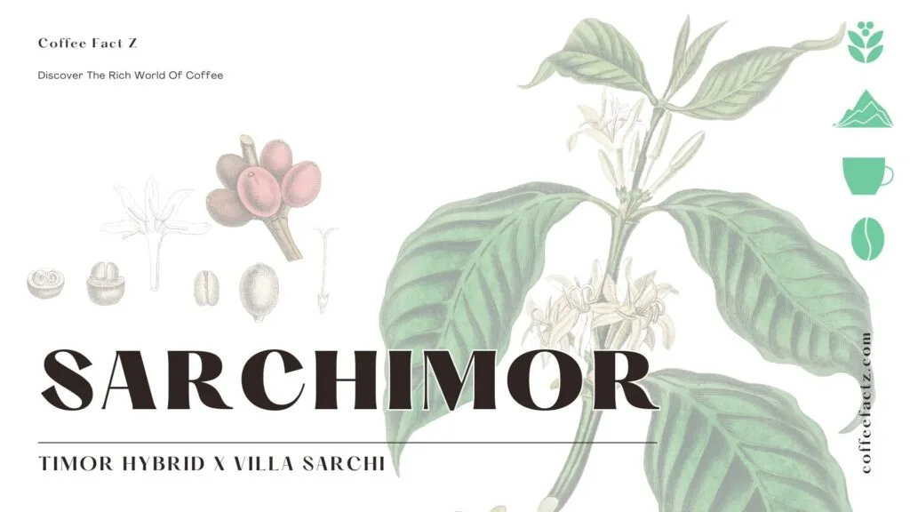 Botanical illustration of the Sarchimor coffee plant, showing its leaves, flowers, cherries, and beans.