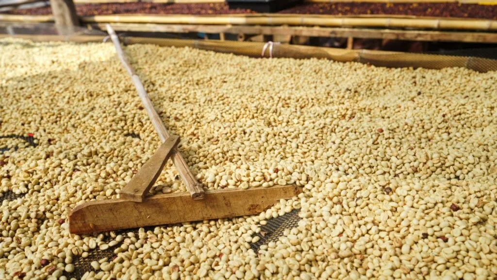 Coffee bean drying process with wooden rake turning green coffee beans to ensure even drying in farm to cup journey