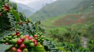 Coffee farming plantation with red ripe cherries and green leaves in mountainous terraced valley.