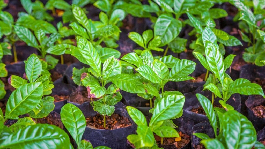 The Complete Coffee Farming Guide: From Soil Preparation to First Harvest 11 Coffee farming nursery with young coffea arabica seedlings in black bags for coffee crop production