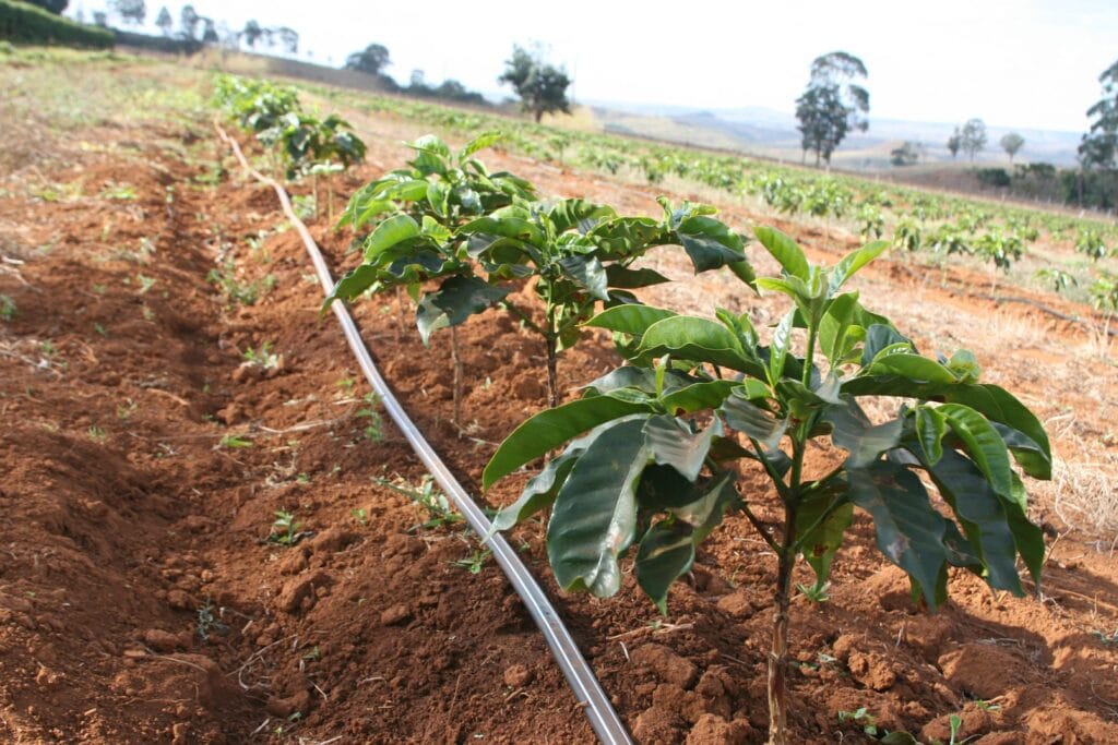 The Complete Coffee Farming Guide: From Soil Preparation to First Harvest 12 Coffee farming young coffea arabica plants with drip irrigation system in coffee fields establishment phase