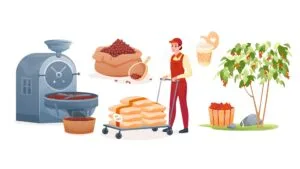 Illustrated coffee journey from farm to cup showing coffee plants, hand picked cherries, processing, roasting and final cup of coffee