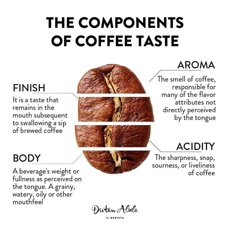 Coffee taste components infographic showing aroma, acidity, body and finish attributes in farm to cup coffee evaluation