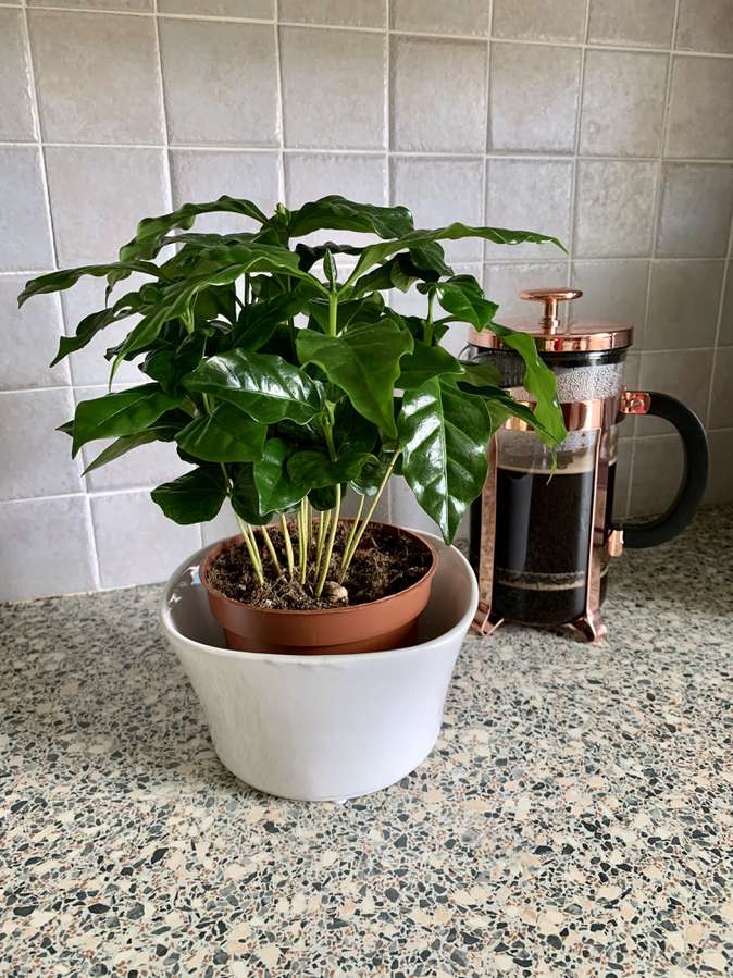 The Complete Coffee Farming Guide: From Soil Preparation to First Harvest 16 Home coffee producing with coffea arabica plant in pot next to coffee press in United States kitchen