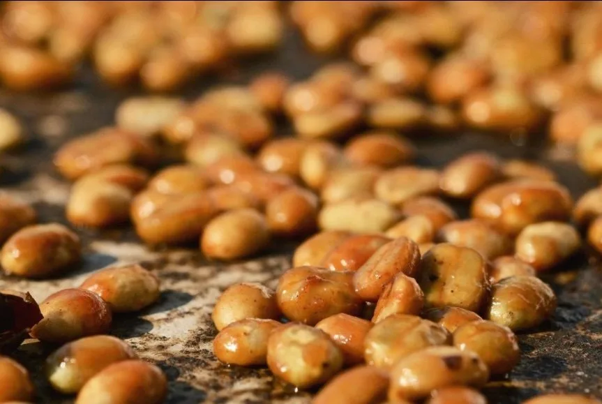 Honey processed coffee beans with sticky mucilage intact during farm to cup journey
