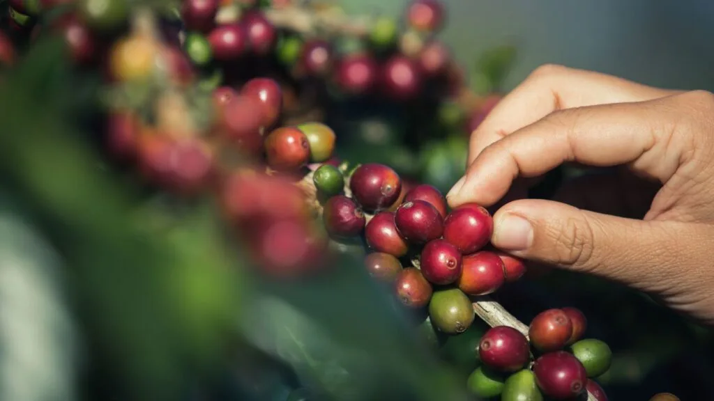 Hand-picking ripe coffee cherries during selective picking process in the farm to cup journey