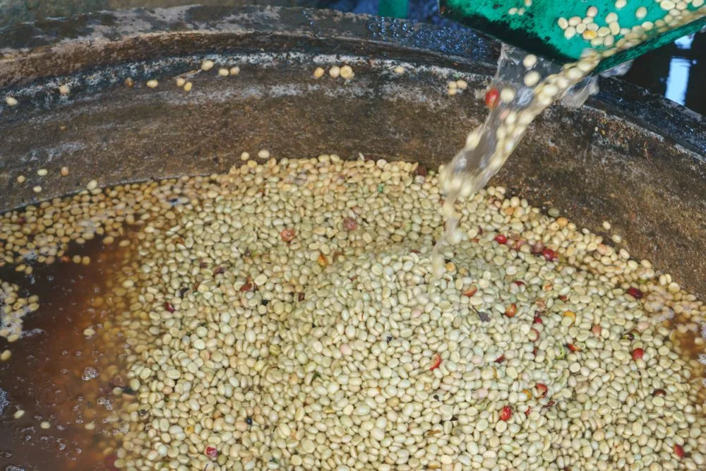 Washed process fermentation tanks in coffee farm to cup journey enhancing flavor clarity