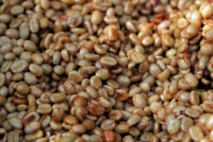 Washed Process Coffee: Definition, Flavor & Brewing