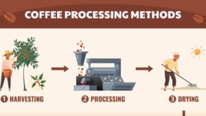 Infographic: Coffee Processing Methods - Harvesting, Processing, Drying Stages