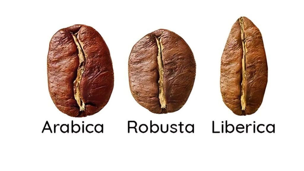 Arabica vs Robusta vs Liberica coffee beans comparison showing three different roasted coffee bean types with distinct shapes and colors