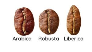 Arabica vs Robusta vs Liberica coffee beans comparison showing three different roasted coffee bean types with distinct shapes and colors