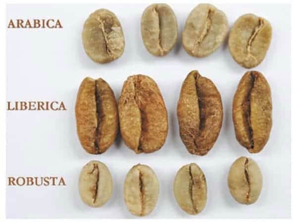 Arabica vs Robusta vs Liberica coffee beans detailed comparison showing flavor profile differences with roasted beans arranged in rows
