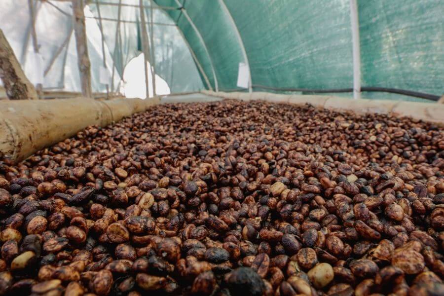 10 Facts About Black Honey PROCESS Vs Yellow Honey PROCESS 6 Black honey processed coffee beans showing rich dark color and sticky honey-like coating on parchment