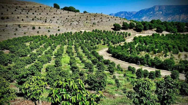 California coffee collective showcasing specialty coffee culture and community in California