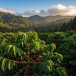 california coffee quality factors