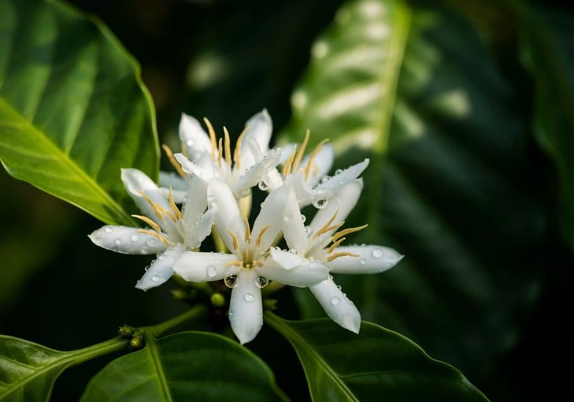 coffee flower significance explained