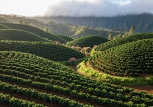 hawaiian coffee region information