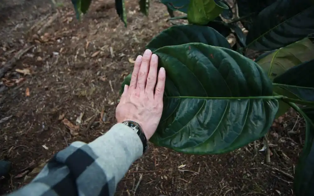 Liberica coffee beans and leaves representing future growth potential