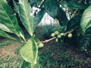 Liberica coffee plant with distinctive large leaves