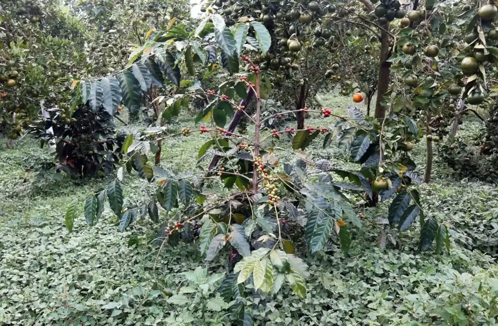 Close-up of green coffee cherries growing on lush coffee plant branches