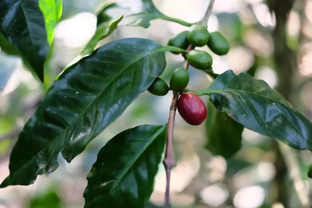 Close-up of green coffee cherries growing on a coffee plant branch with large leaves