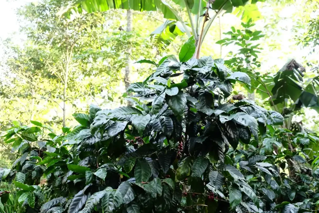 Close-up of lush, dark green Maragogype coffee plant leaves in a tropical forest environment