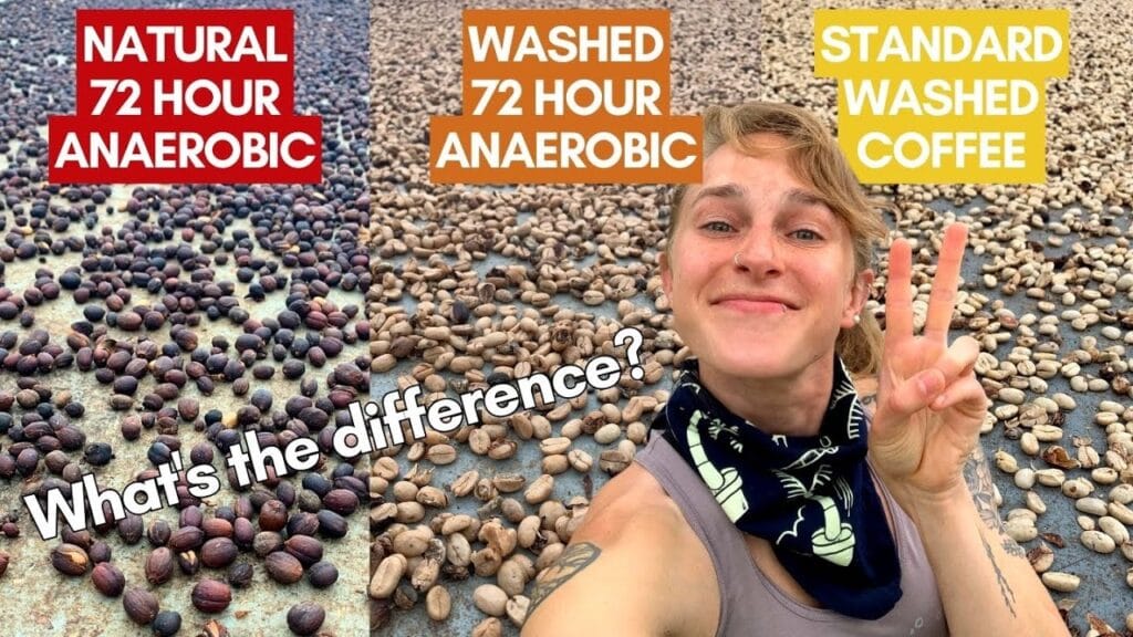 What Is Natural Process Coffee and Its Taste? 6 What Is Natural Process Coffee and Its Taste? 2