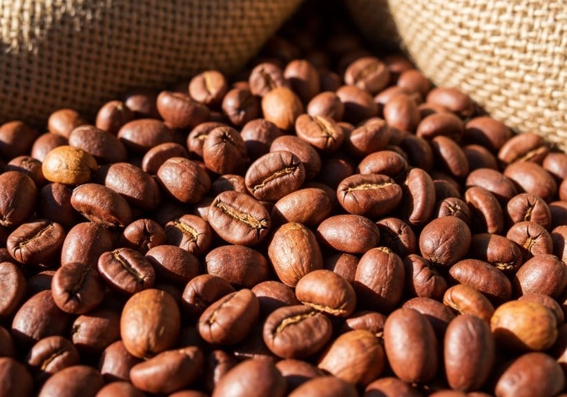 What Is Pacamara Coffee? Discover What Makes Its Beans So Unique 4 unique pacamara coffee beans